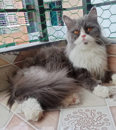 Pet Cure Point & Orthopaedics Center